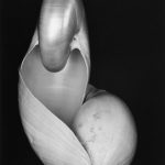 Edward Weston, American, 1886–1958, Two Shells, 1927, printed 1978, Gelatin silver print From the Museum of Fine Arts, Houston, 78.91, The Target Collection of American Photography, museum purchase funded by Target Stores